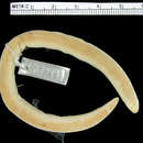 Image of Short Worm Lizard