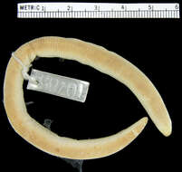 Image of Short Worm Lizard
