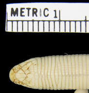Image of Short Worm Lizard