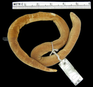 Image of Ridley's Worm Lizard