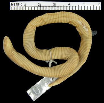 Image of Ridley's Worm Lizard