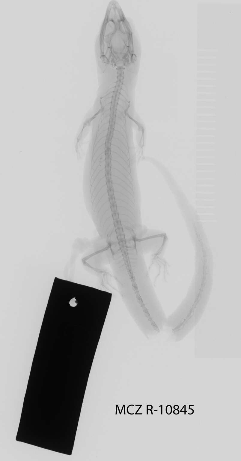 Image of Sphaerodactylus elegans elegans Macleay 1834