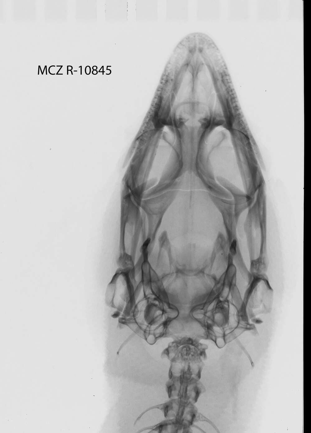 Image of Sphaerodactylus elegans elegans Macleay 1834