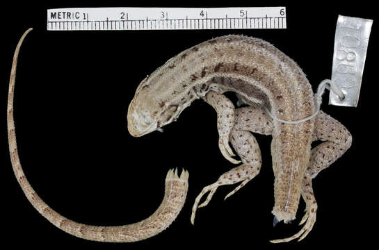 صورة Leiocephalus stictigaster stictigaster Schwartz 1959