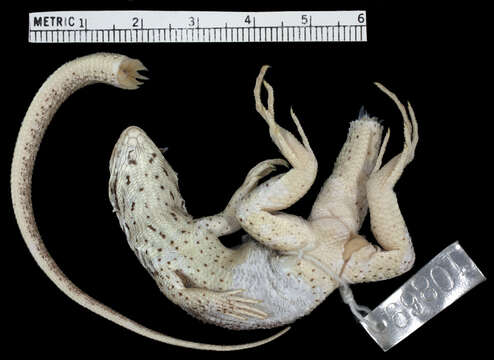 صورة Leiocephalus stictigaster stictigaster Schwartz 1959