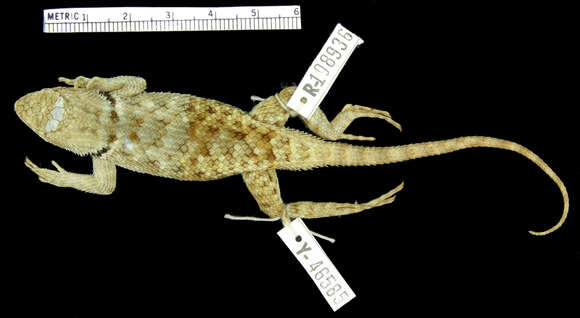 Image of Desert Spiny Lizard