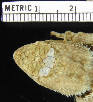 Image of Desert Spiny Lizard