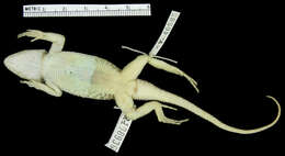 Image of Desert Spiny Lizard