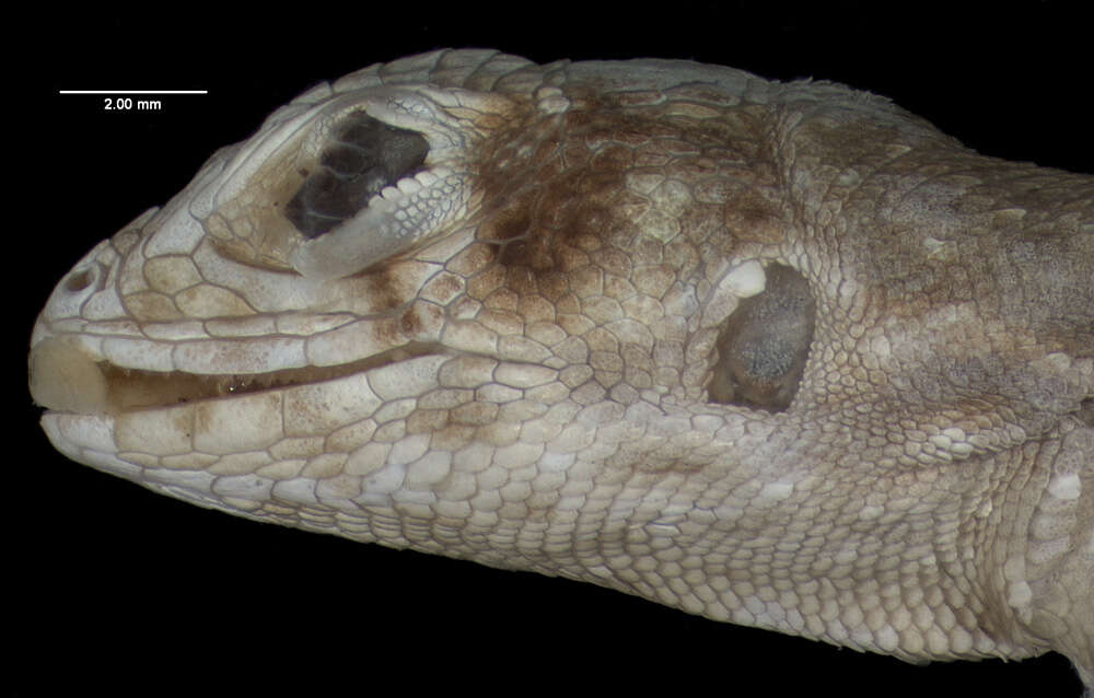 Image of Mountain Curlytail Lizard