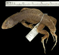 Image of Leiocephalus macropus macropus Cope 1863