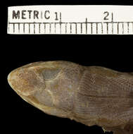 Image of Leiocephalus macropus macropus Cope 1863