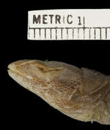 Image of Leiocephalus macropus macropus Cope 1863