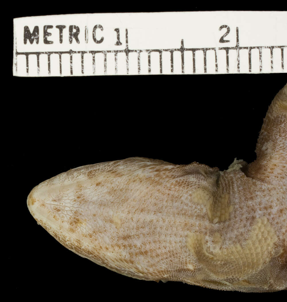 Image of Leiocephalus macropus macropus Cope 1863