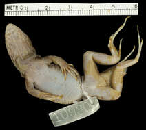 Image of Leiocephalus macropus macropus Cope 1863