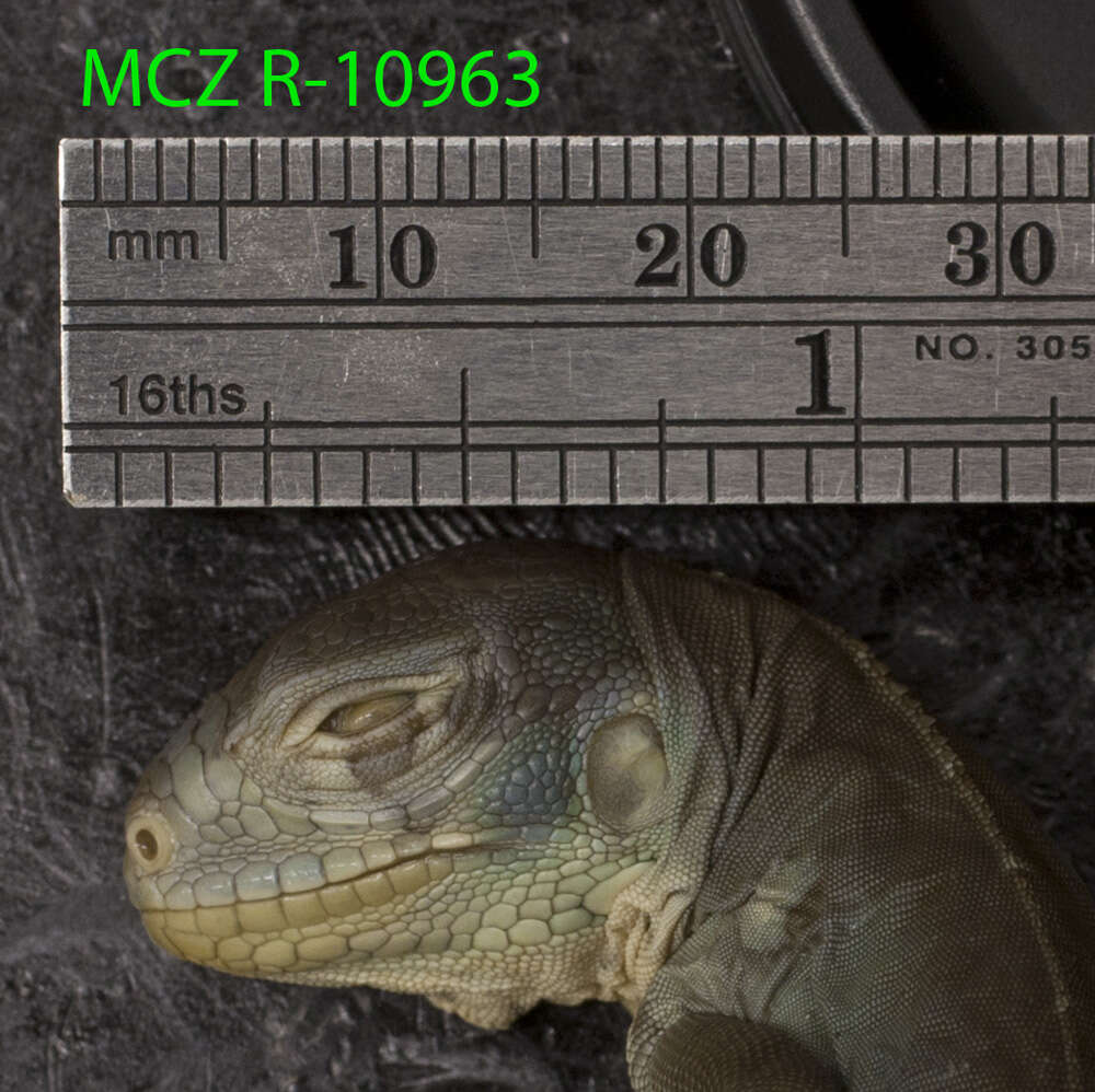 Image of West Indian Iguana