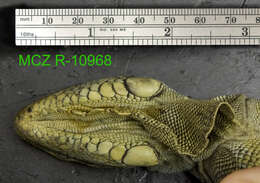 Image of Iguana iguana iguana (Linnaeus 1758)