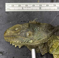 Image of Iguana iguana iguana (Linnaeus 1758)