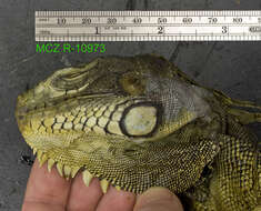 Image of Iguana iguana iguana (Linnaeus 1758)