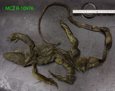 Image of Iguana iguana iguana (Linnaeus 1758)
