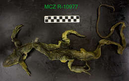 Image of Iguana iguana iguana (Linnaeus 1758)