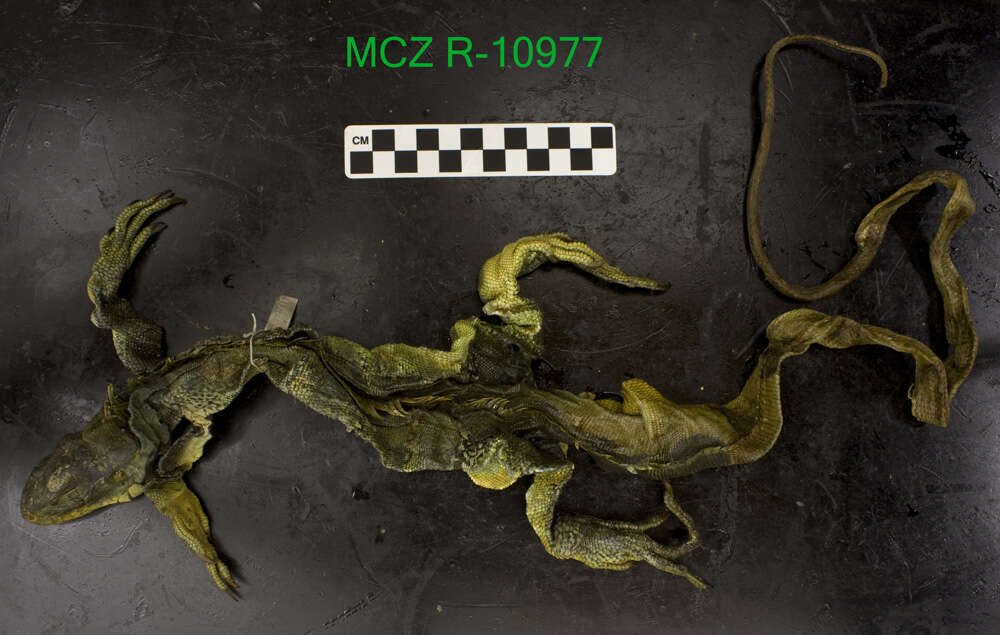 Image of Iguana iguana iguana (Linnaeus 1758)