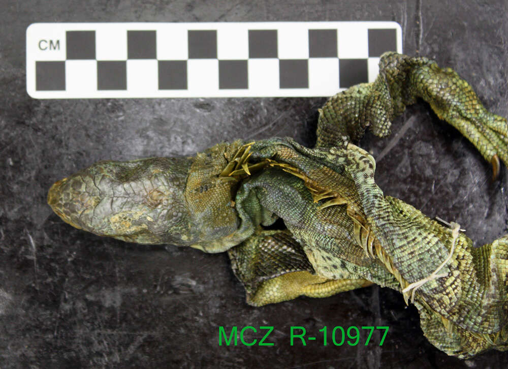 Image of Iguana iguana iguana (Linnaeus 1758)