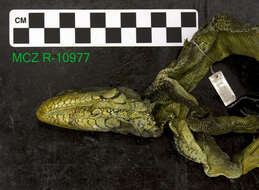 Image of Iguana iguana iguana (Linnaeus 1758)