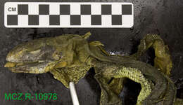 Image of Iguana iguana iguana (Linnaeus 1758)