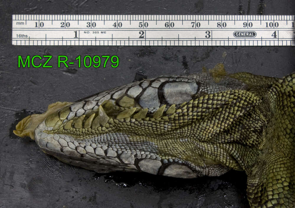 Image of Iguana iguana iguana (Linnaeus 1758)