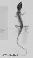 Image of Intermediate Anole