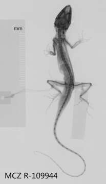 Imagem de <i>Anolis intermedius</i> Peters 1863