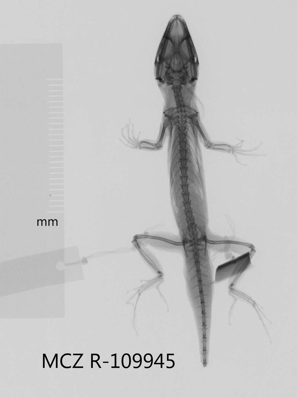 Image of Intermediate Anole