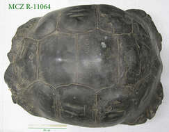 Image of Abingdon Island Giant Tortoise