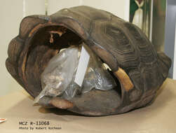 Image of Pinzon giant tortoise