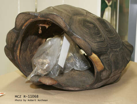 Image of Pinzon giant tortoise