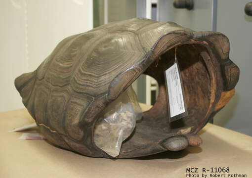 Image of Pinzon giant tortoise