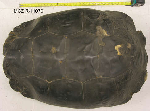 Image of Abingdon Island Giant Tortoise