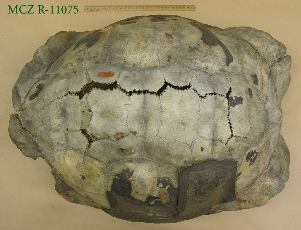 Image of Abingdon Island Giant Tortoise