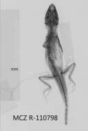 Image of Intermediate Anole