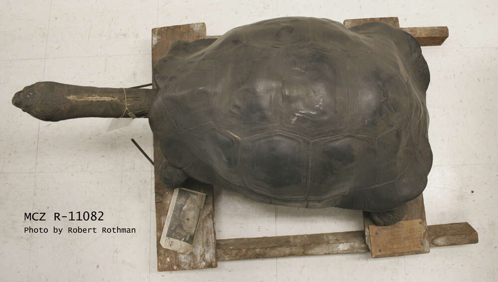 Image of Pinzon giant tortoise