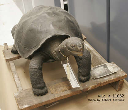 Image of Pinzon giant tortoise