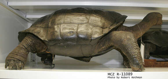 Image of Pinzon giant tortoise