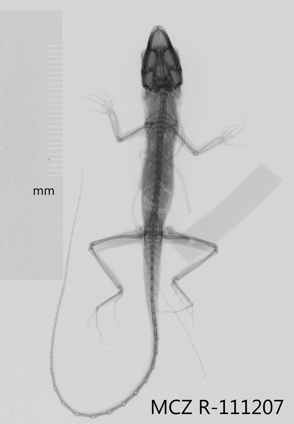 Image of Mountain Anole