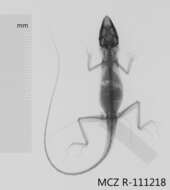 Image of Mountain Anole