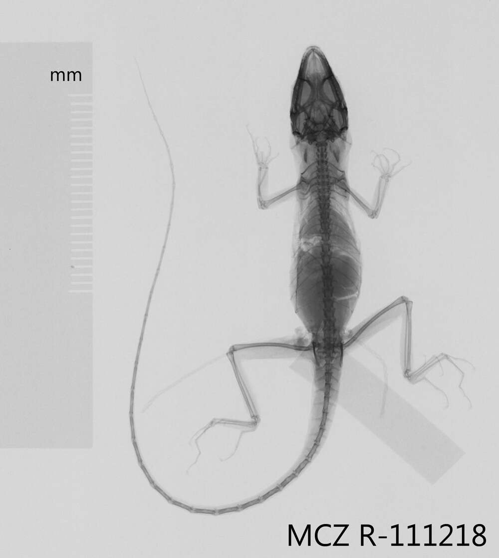 Image of Mountain Anole