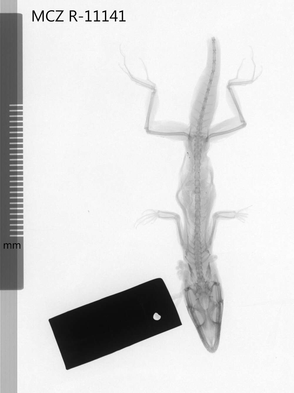 Image of Nueva Gerona Anole