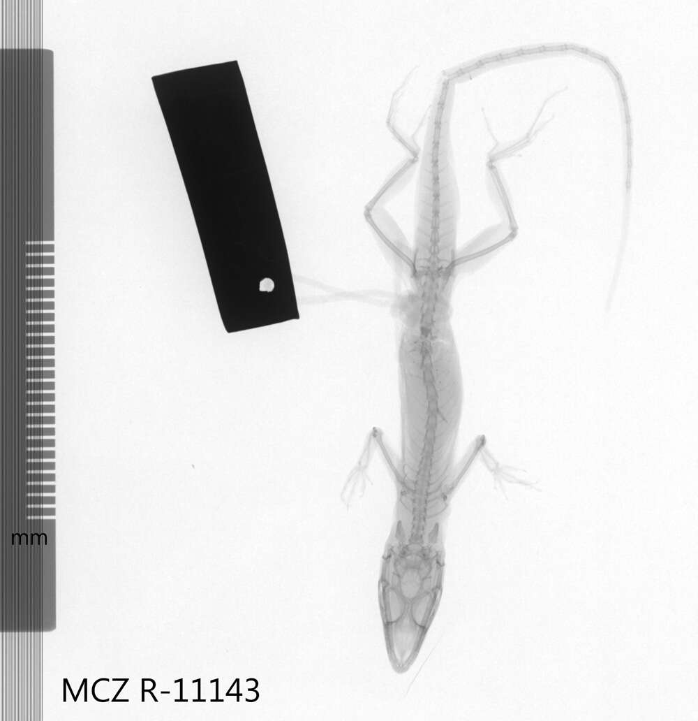 Image of Nueva Gerona Anole