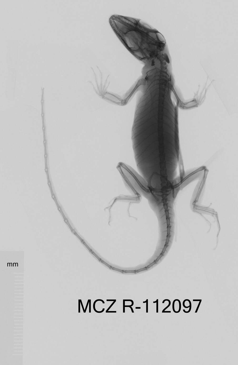 Image of Jacare Anole