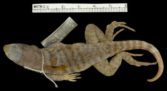 Leiocephalus carinatus aquarius Schwartz & Ogren 1956 resmi