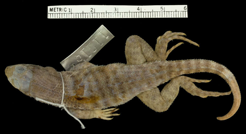 Image of Leiocephalus carinatus aquarius Schwartz & Ogren 1956
